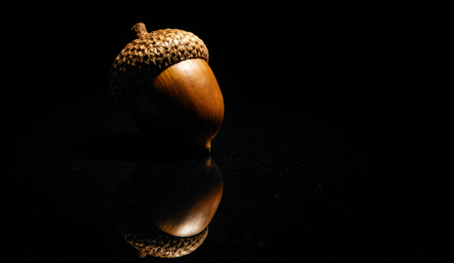 An Acorn, ready to plant
